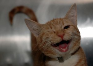 cat-winking-funny